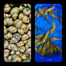 2 combos 50 Lot Live Bullfrog Tadpoles & 50 Lot Trapdoor Snails For Koi Pond pkf