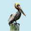 Prime Pelican Picks