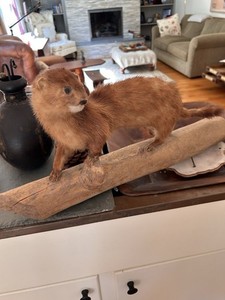 Weasel/Small Animal Taxidermy Standing Mount on Driftwood Log 20x5x10 in