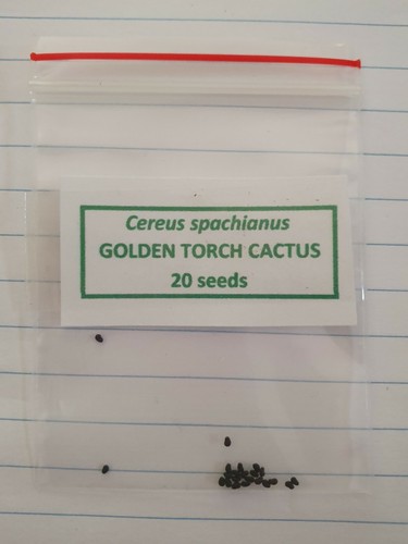 Echinopsis spachiana - Golden Torch Cactus - 20 seeds - Picture 3 of 3