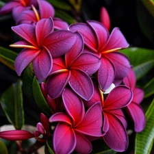 5 Black Purple Plumeria Seeds Plants Flower Lei Hawaiian Perennial Bloom Seed