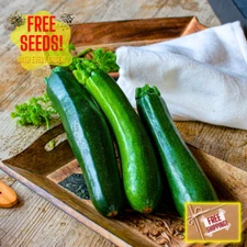 Fresh Premium Black Beauty Zucchini Seeds | Heirloom Non-GMO | Vegetable Seeds