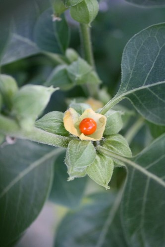 Ashwagandha Extract Ashwagandha Tincture Herbal Easy Fast! USA - Picture 7 of 8
