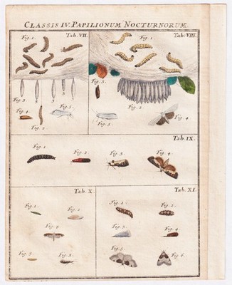 Tab VII moth Caterpillar Nachtfalter Kupferstich engraving Rösel Rosenhof 1742