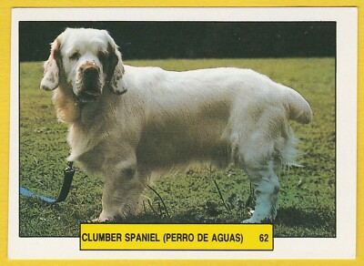 Hunde Spanish Trade Trading Card Sticker um 1981 Merchante #62 Clumber Spaniel
