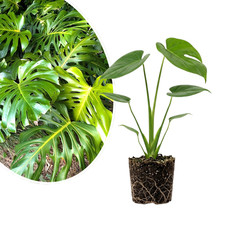 Monstera Deliciosa Live Plant 4-6 Inches Tall Rooted Swiss Cheese