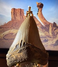 4 INCH REAL MEGALODON SHARK TOOTH FOSSIL EXTINCT GIANT NATURAL GRAY NICE TEETH