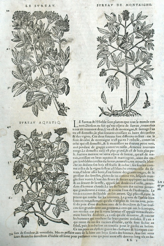 Elderberry Plant Botanical Matthioli Mattioli Matthiole Dioscoride | eBay