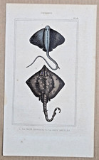 19th century engraving: Pisces - The Sephen Ray, the Curly Ray. Lacep�de