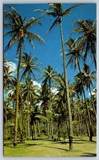 Postcard Hawaii Coconut Groves near Wailua River  6D