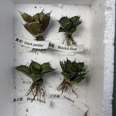 4PCS 6cm Agave titanota Group Black Flame Trident Black and Blue panther Sale