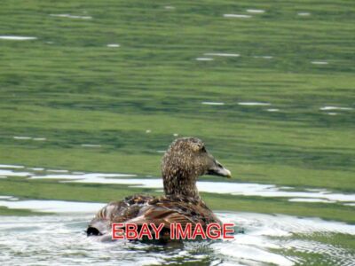 PHOTO  LOCHABER EIDER ON LOCH SCRESORT