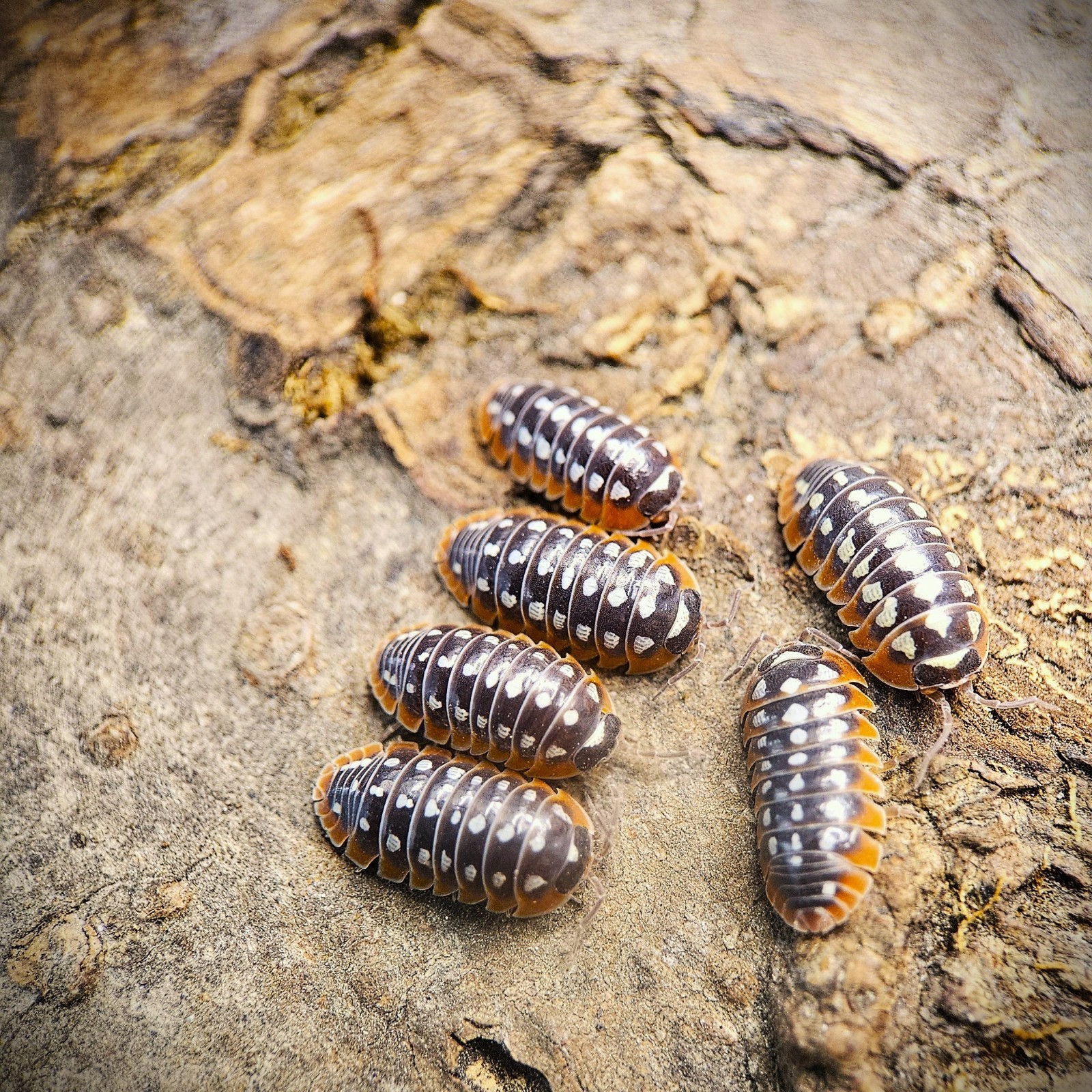 Clown (Armadillidium klugii) Isopods 20 count