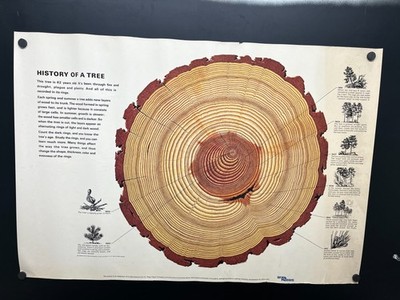 1966 The Life of a Tree Poster St Regis Paper Co Poster Dendrochronology Vintage