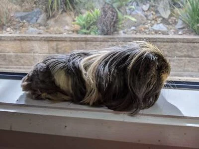 Male Guinea Pigs Longhair Other Pets Gumtree Australia Cardinia