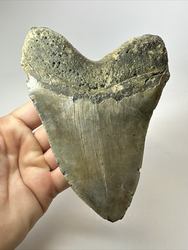 Megalodon Shark Tooth 6.00 inch - Authentic - Carolina Fossil - Huge 18074 - Picture 8 of 8