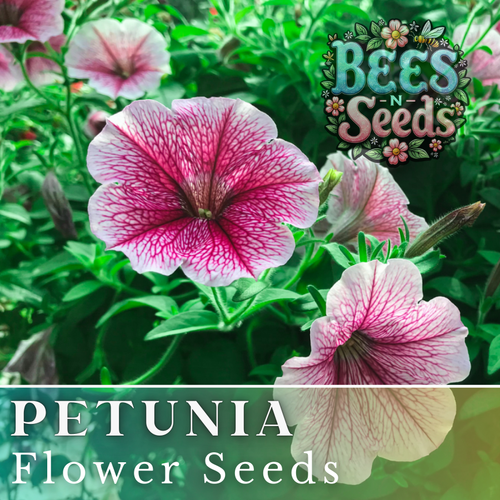 pink petunia seed ( 10 seeds ) - asian seed