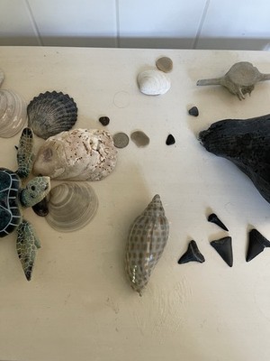 Rarely Seen Beauty...SCAPHELLA JUNONIA~3''~Key West, Florida SEASHELL