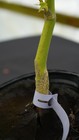 Acer palmatum 'Mitsuba yatsubusa' Dwarf Japanese Maple 1 gallon XL — photo 5