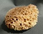 Natural Sponge 14cm Sponge Sea = Durable