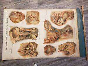 Nystrom Frohse Anatomical Charts