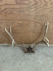 New ListingWild Mule Deer Antler Rack Horn Skull Plate Decor Man Cave Taxidermy Brown 4x4