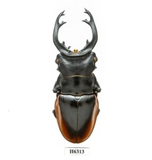 BEETLE, INSECT - H6313. Lucanidae: Odontolabis cuvera fallaciosa-87.4MM, VIETNAM