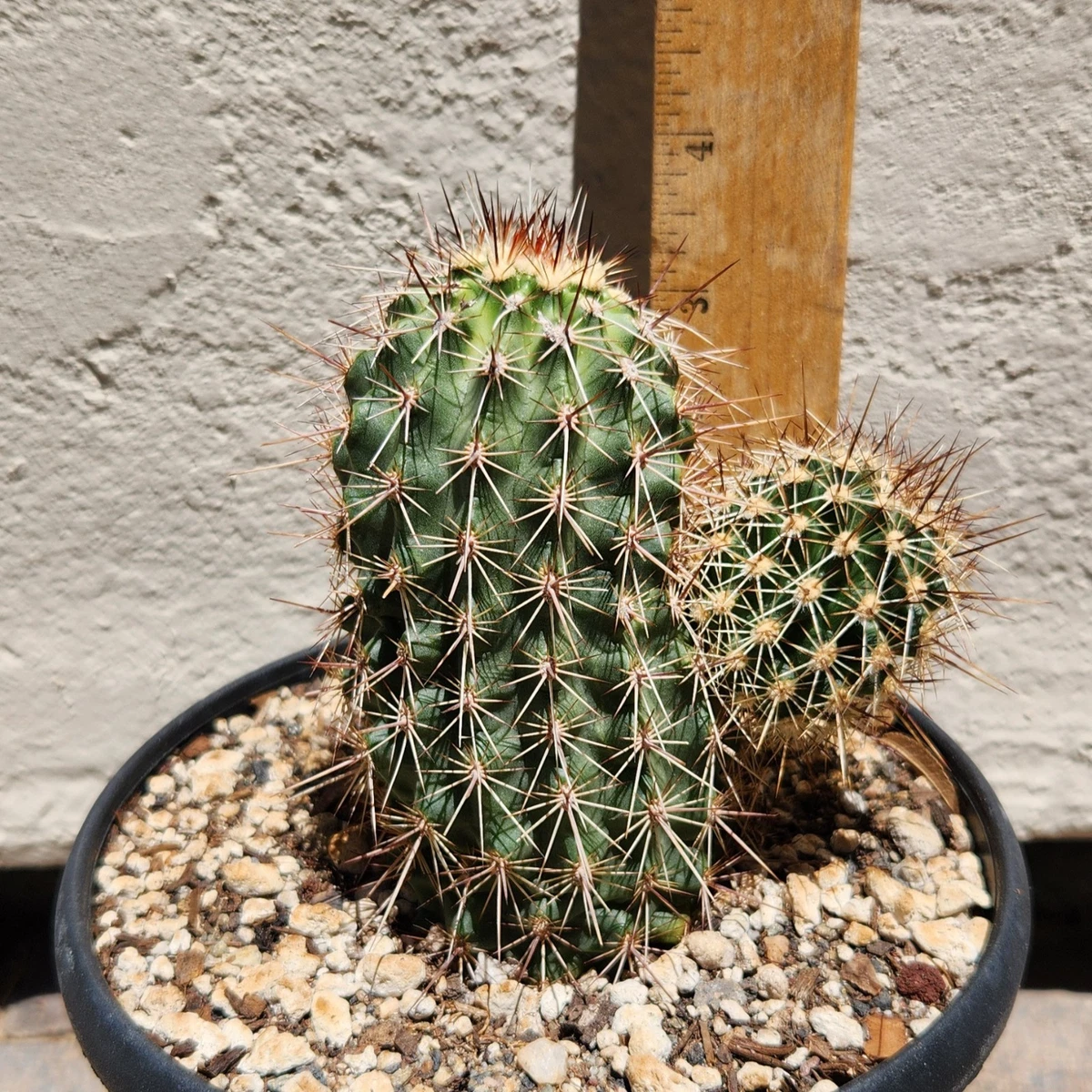 Cactus Hedgehog Cactus Echinocereus Cactis&Succulents for sale | eBay