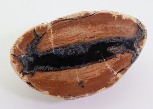 fossiles Holz, Jura, Lune River, Tasmanien, Australien -L105 - Bild 5 von 6