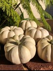 Mini Lumina White Pumpkin 25 Seeds – Small Heirloom Variety | Sweet & Edible