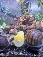 4 1-Mystery Snails Mystery Color Pack Live Freshwater Snail Cleaner Combo