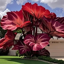 Caladium Flowers 500 Seeds Elephant Ear Heart of Jesus Angel Wings