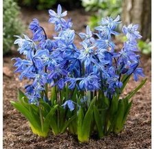 Garden Elements Spring Blooming Bulbs – Scilla Siberica, Blue – 50 Pack