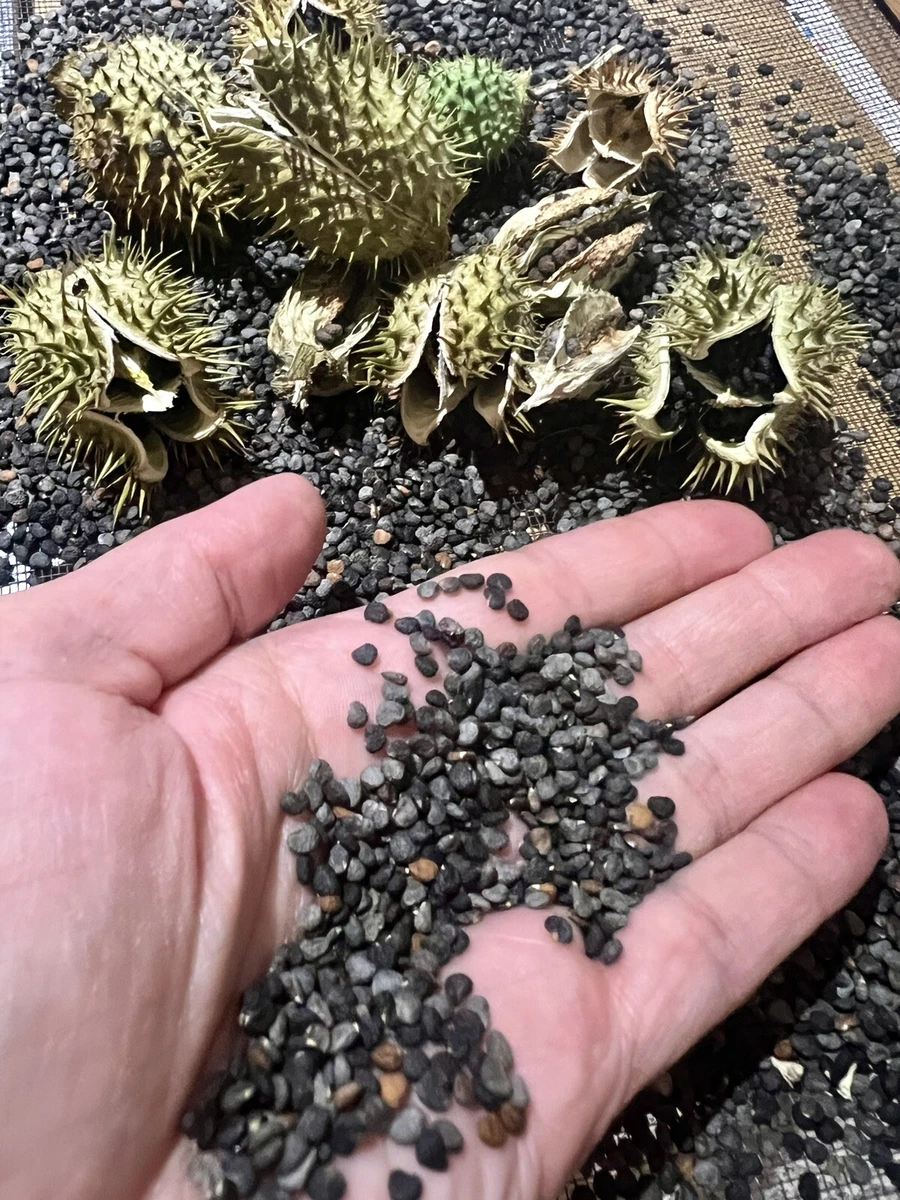 happy frog potting mix Fox Farm Happy Frog Potting Soil