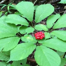 100 Fresh Fully Stratified American Ginseng Seeds Panax Quinquefolius Sang Seeds