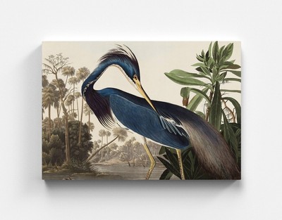 Leinwandbild John James Audubon Louisiana Heron Decor Wandbild Artist Kunst Art