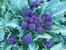 BROCCOLI PURPLE SPROUTING 500 SEEDS