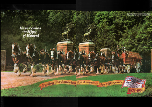 1973 print ad for Budweiser "Pulling for America for 100 Years" -