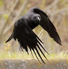 the-crow-got-it