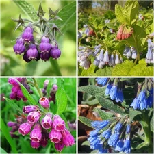 "80+ Seeds Comfrey Symphytum Officinale Seeds for Planting-Plant & Grow Heirloom