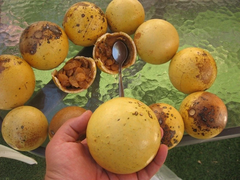 Monkey fruit deals