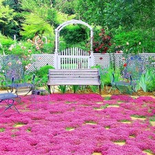 2000 Red Creeping Thyme Seeds Ground Cover Plant Seeds Perennial- Non-GMO Heir