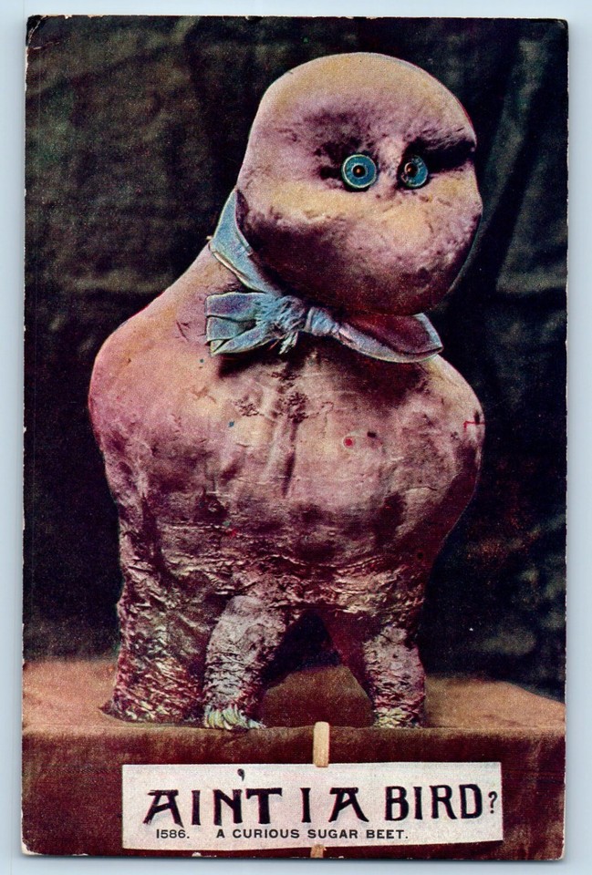 A genuinely bizarre c.1910s humor postcard featuring a sugar beet dressed up as a bird — pure Americana weirdness from Waterville, MN that's over 100 years old.