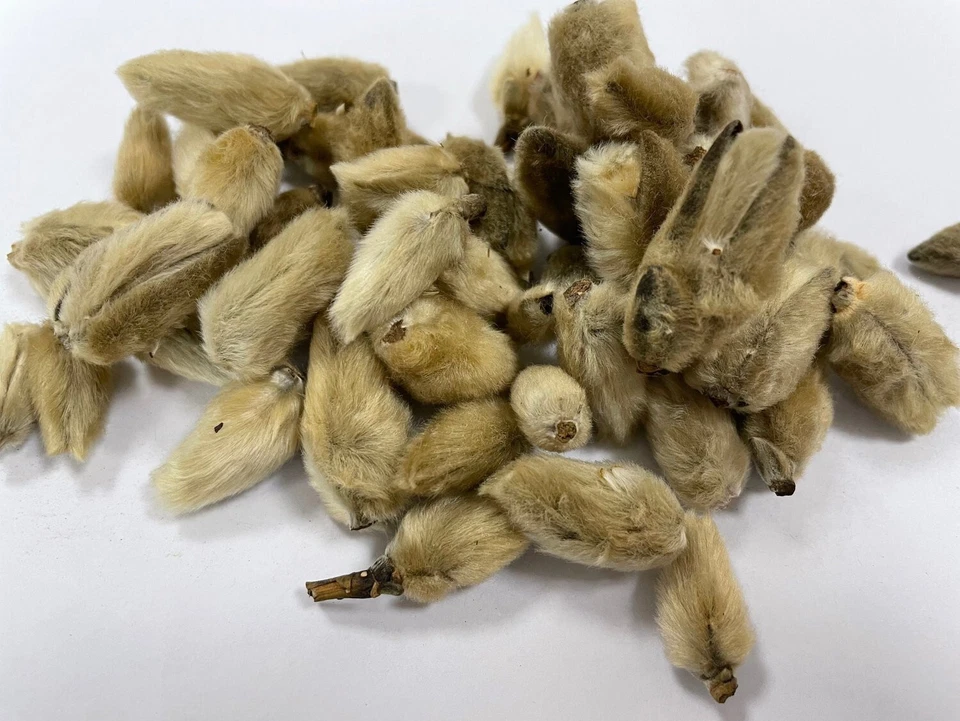 DR T&T Xin Yi Hua / 辛夷花 / Flos Magnoliae Dry Herbs 100g