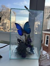 Unique Buterflies Blue and Brown in glass ter...