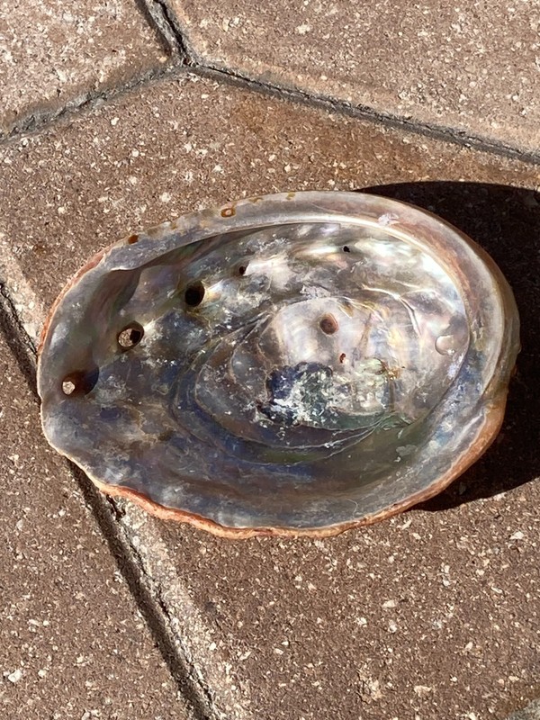 Natural Red Abalone Shell Iridescent MOP Seashell Bowl Dish Decor Large 5” x 6"