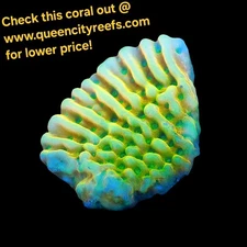 WYSIWYG WWC Kung Pow Montipora - SPS Frag - Live Coral