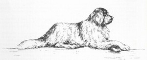 Newfoundland #3 - CUSTOM MATTED - 1963 Vintage Dog Art Print 0507 CLD