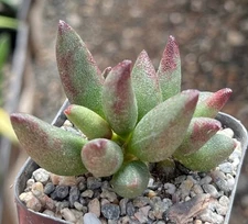 Adromischus marianae immaculatus SB1388 Succulent Cactus Plant