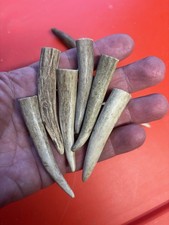 3 Elk and Deer Antler Tips Cut to 3 Inches for Jewelry Making Crafts